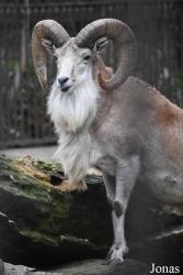 Ménagerie, le Zoo du Jardin des Plantes