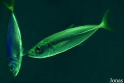 Sea Life Istanbul