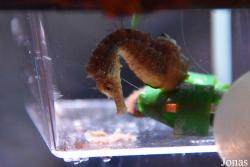 Sea Life Istanbul