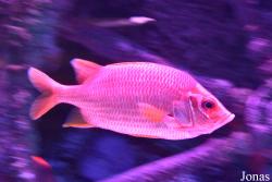 Sea Life Istanbul