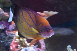 Pomacanthus annularis