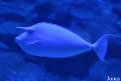 Sea Life Istanbul