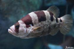Sea Life Istanbul