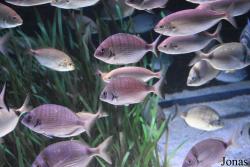 Sea Life Istanbul