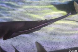 Sea Life Istanbul