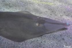 Sea Life Istanbul