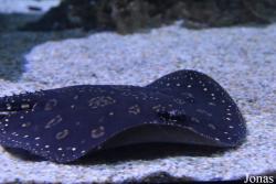 Sea Life Istanbul