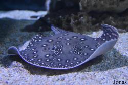 Sea Life Istanbul