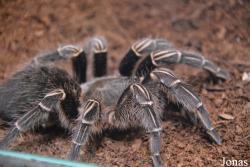 Aphonopelma seemanni