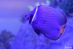 Chaetodon collare