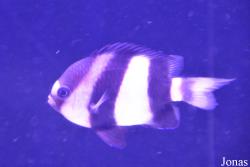 Dascyllus aruanus