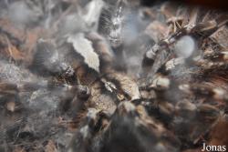 Poecilotheria ornata