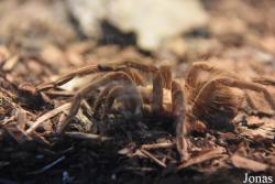 Chilobrachys huahini