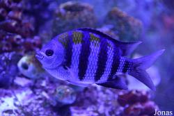 Abudefduf saxatilis