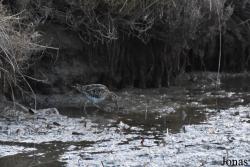 Gallinago gallinago