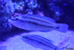 Symphodus tinca