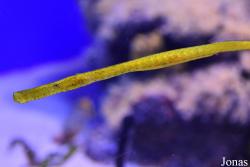 Syngnathus typhle