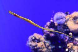 Palma Aquarium