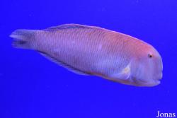 Xyrichtys novacula