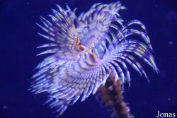 Palma Aquarium