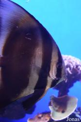 Palma Aquarium