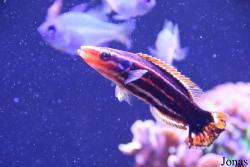 Bodianus opercularis