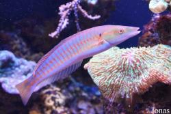 Palma Aquarium