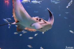 Aetomylaeus bovinus