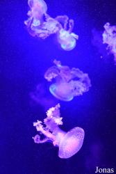 Palma Aquarium