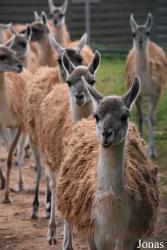 Safari-Zoo Mallorca