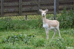 Safari-Zoo Mallorca