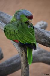 Safari-Zoo Mallorca
