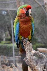 Safari-Zoo Mallorca