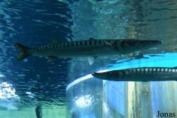 Sphyraena viridensis