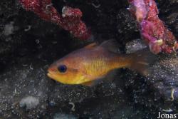 Apogon imberbis