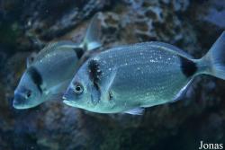 Diplodus vulgaris