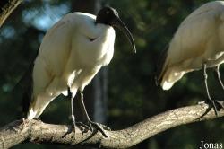 Vogelpark Walsrode