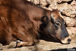 Vache Mallorquina