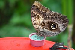 Caligo memnon
