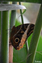 Mariposario de Benalmádena