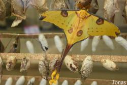 Mariposario de Benalmádena