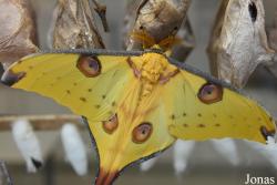 Mariposario de Benalmádena
