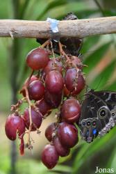 Mariposario de Benalmádena