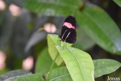 Heliconius erato