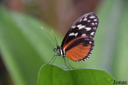 Mariposario de Benalmádena