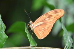Mariposario de Benalmádena