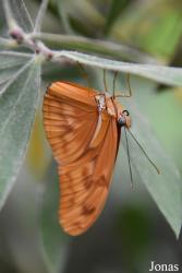 Mariposario de Benalmádena