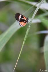 Mariposario de Benalmádena