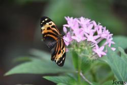 Mariposario de Benalmádena