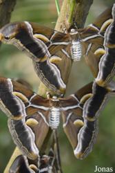 Mariposario de Benalmádena